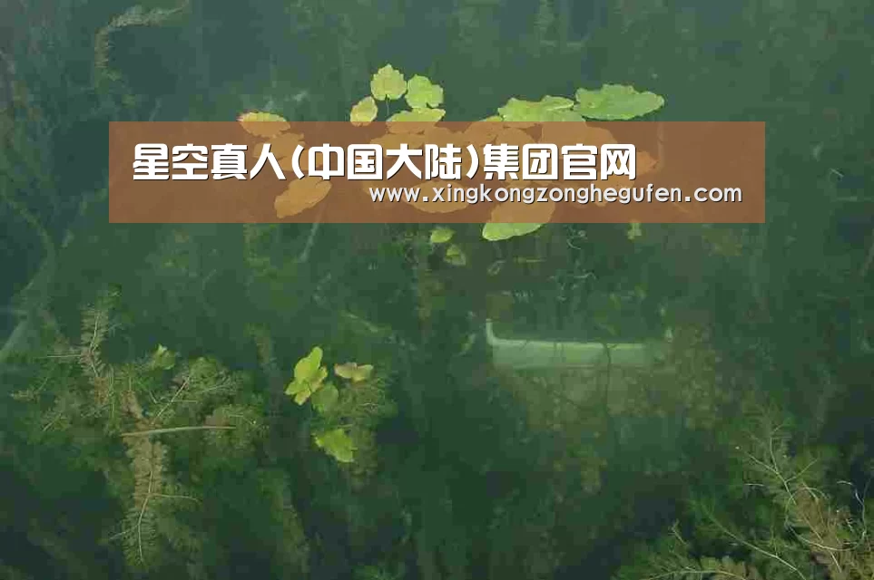 案例展示三