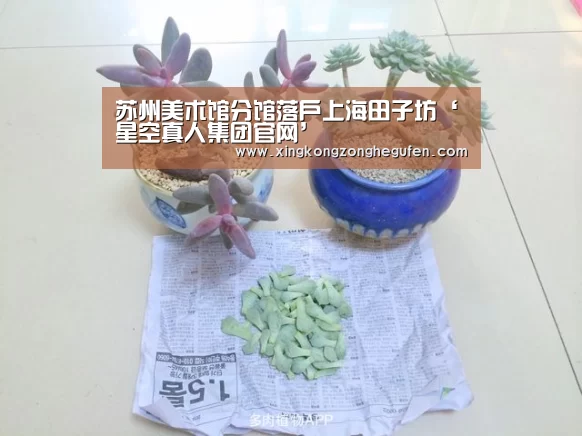 星空真人集团官网